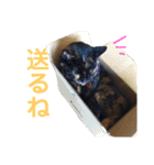 ぶさかわ猫ろっちゃん（個別スタンプ：30）
