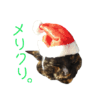 ぶさかわ猫ろっちゃん（個別スタンプ：32）