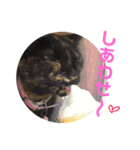 ぶさかわ猫ろっちゃん（個別スタンプ：33）