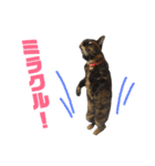 ぶさかわ猫ろっちゃん（個別スタンプ：35）