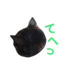 ぶさかわ猫ろっちゃん（個別スタンプ：36）