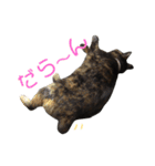 ぶさかわ猫ろっちゃん（個別スタンプ：37）