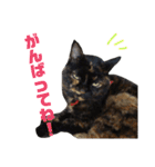 ぶさかわ猫ろっちゃん（個別スタンプ：38）