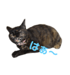 ぶさかわ猫ろっちゃん（個別スタンプ：40）