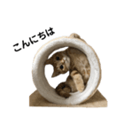にゃんこ写真（個別スタンプ：7）