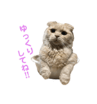 にゃんこ写真（個別スタンプ：8）