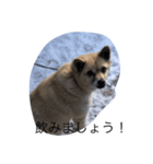 ルル（冬編）（個別スタンプ：3）