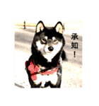 黒柴・くろすけ（個別スタンプ：2）