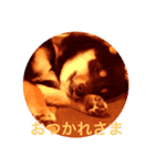 黒柴・くろすけ（個別スタンプ：4）