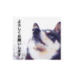 黒柴・くろすけ（個別スタンプ：6）