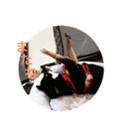 黒柴・くろすけ（個別スタンプ：8）