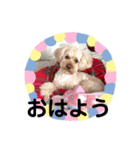 うちのランラン（個別スタンプ：5）