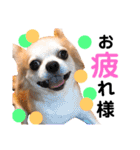 Pooco2（個別スタンプ：2）