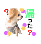 Pooco2（個別スタンプ：4）