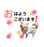 Pooco2（個別スタンプ：5）