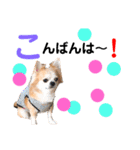 Pooco2（個別スタンプ：6）