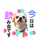 Pooco2（個別スタンプ：7）