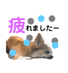 Pooco2（個別スタンプ：8）