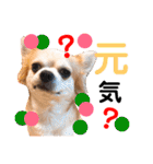 Pooco2（個別スタンプ：9）