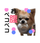 Pooco2（個別スタンプ：11）