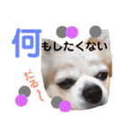 Pooco2（個別スタンプ：13）