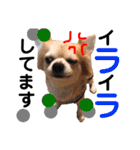 Pooco2（個別スタンプ：15）