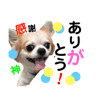 Pooco2（個別スタンプ：18）