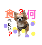 Pooco2（個別スタンプ：22）