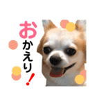 Pooco2（個別スタンプ：25）