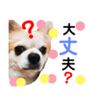 Pooco2（個別スタンプ：29）