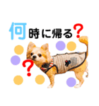 Pooco2（個別スタンプ：30）