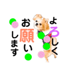 Pooco2（個別スタンプ：33）