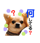 Pooco2（個別スタンプ：36）