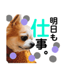 Pooco2（個別スタンプ：37）