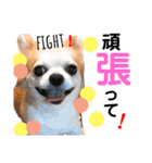 Pooco2（個別スタンプ：38）