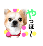Pooco2（個別スタンプ：39）