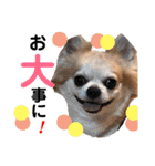 Pooco2（個別スタンプ：40）
