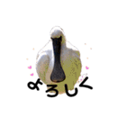 シンプル野鳥写真スタンプ（個別スタンプ：3）