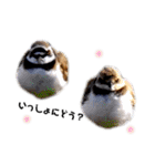 シンプル野鳥写真スタンプ（個別スタンプ：7）