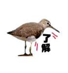 シンプル野鳥写真スタンプ（個別スタンプ：16）