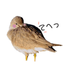 シンプル野鳥写真スタンプ（個別スタンプ：20）