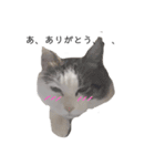 私はPET（個別スタンプ：3）