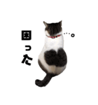 私はPET（個別スタンプ：6）