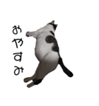 私はPET（個別スタンプ：8）