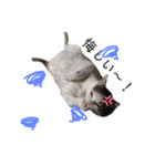 私はPET（個別スタンプ：10）