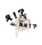 私はPET（個別スタンプ：16）