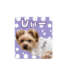 ウチのるく様（個別スタンプ：6）