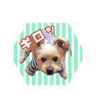 ウチのるく様（個別スタンプ：8）