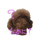 クウちゃん's DAYS（個別スタンプ：1）