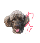 クウちゃん's DAYS（個別スタンプ：6）
